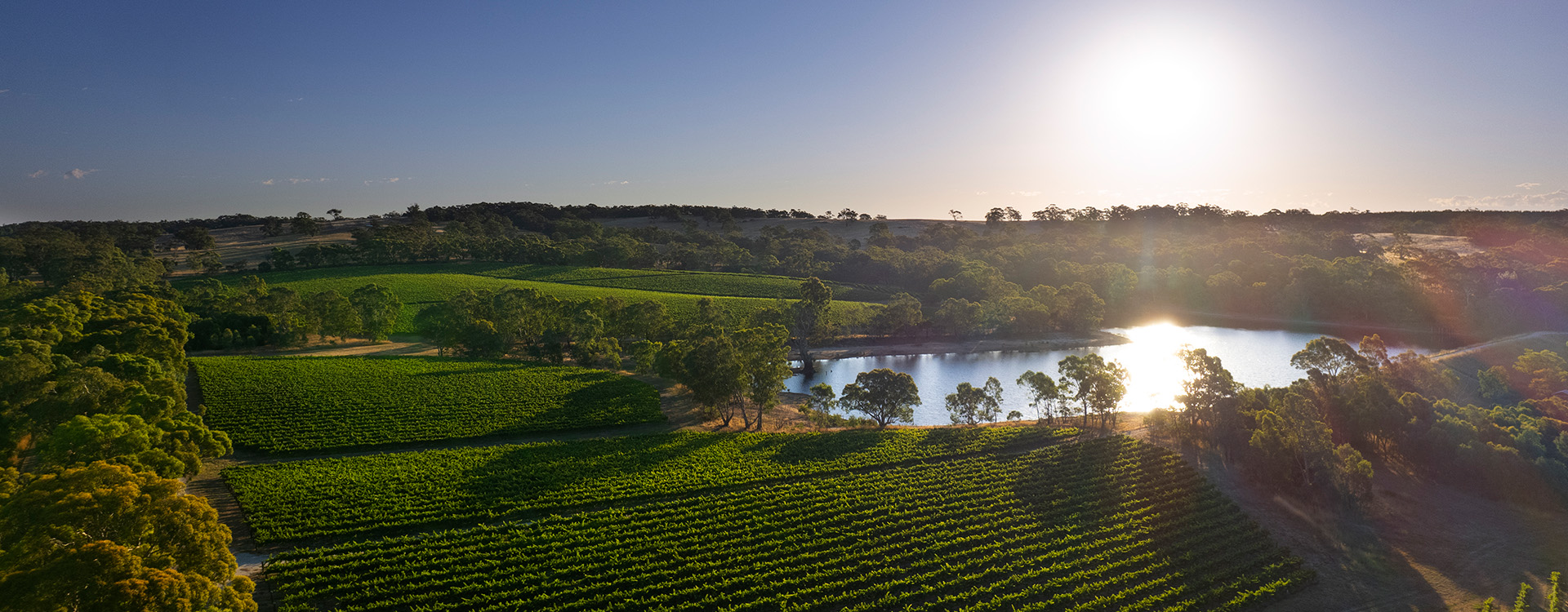 2022 Vintage at Heggies Vineyard